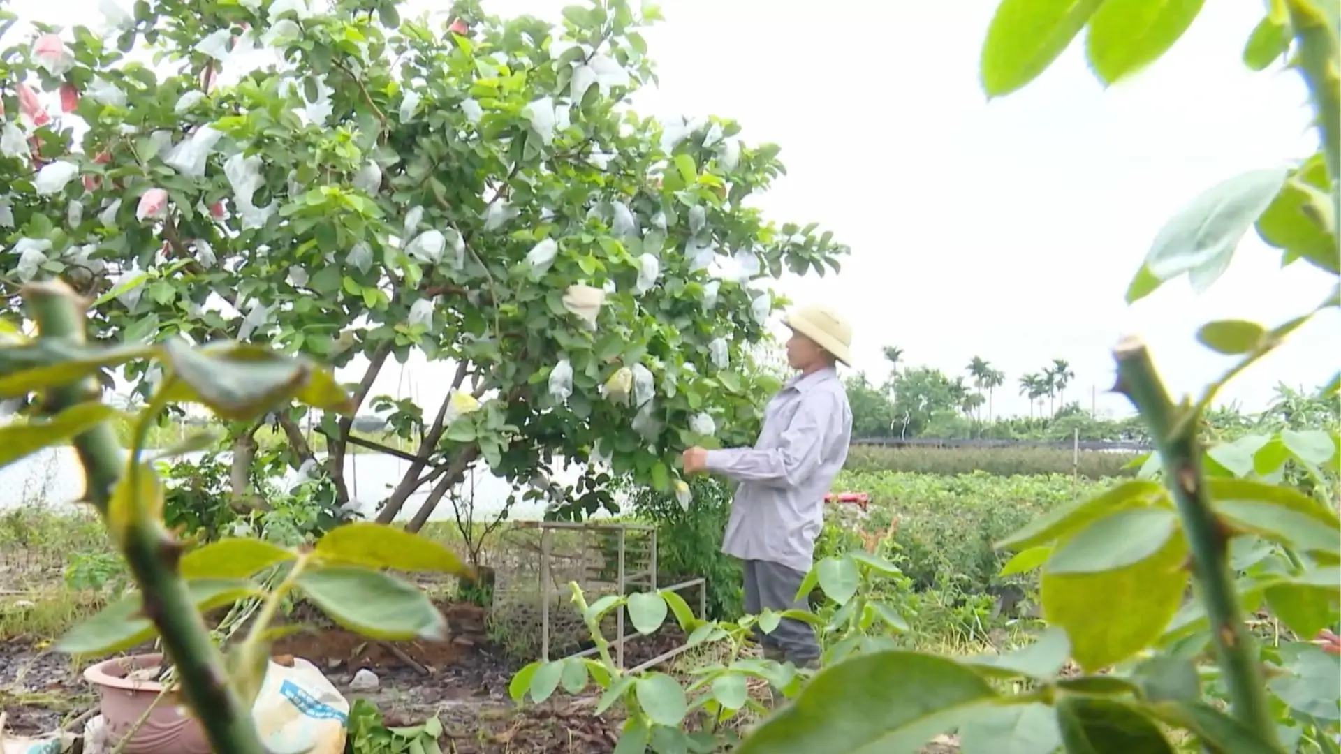 HTX kiểu mới - động lực thay đổi tư duy sản xuất | Chuyện ở ngoại thành | 29/11/2025